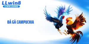 Đá Gà Campuchia Gây Sốt Với Nhịp Độ Trận Đấu Kịch Tính